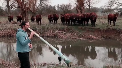 Пастир с диджериду събира стадо крави