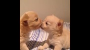 Кучета се целуват