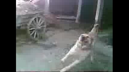 Video006.3gp