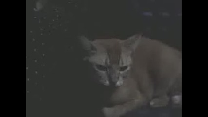 Сладко коте