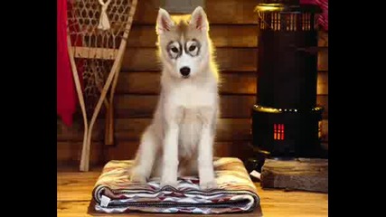 Dogs - Pics