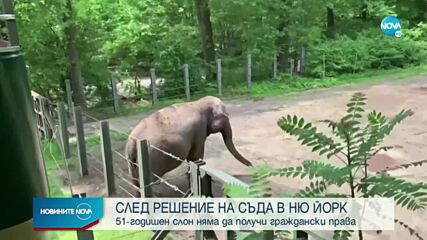 СЛЕД РЕШЕНИЕ НА СЪД: 51-годишен слон няма да получи граждански права