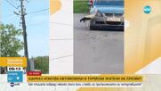 Щъркел „атакува” автомобили и тормози жители на Луковит