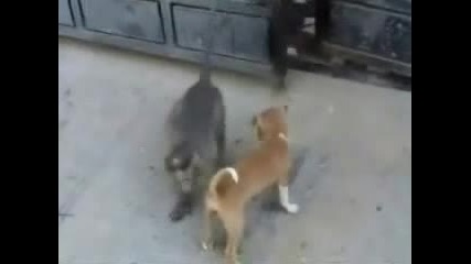 Невероятно маймуната иска да изяде кучето!!!
