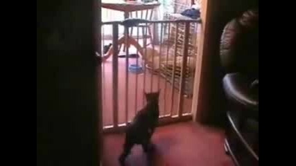 Котка Акробат