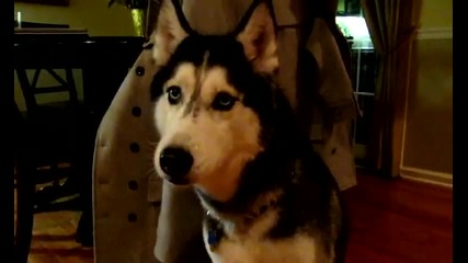 Mishka the Husky says Hello - Dog Talking