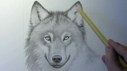 Вълк