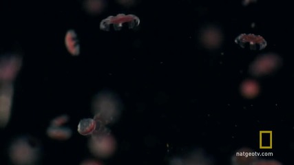 Раждането на една медуза