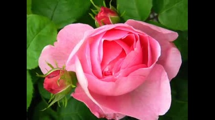 Like Red on A Rose - Alan Jackson 