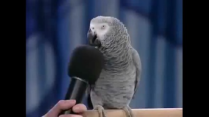 Папагалът Говори Смях!!!!!