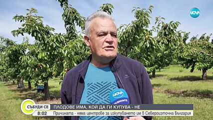 Производителите на череши няма къде да продават продукцията си