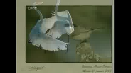 Flute De Pan music - Gheorghe Zamfir