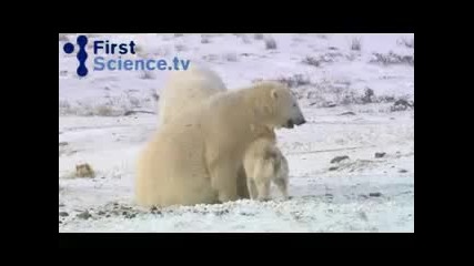 Полярни мечки си играят с кучета