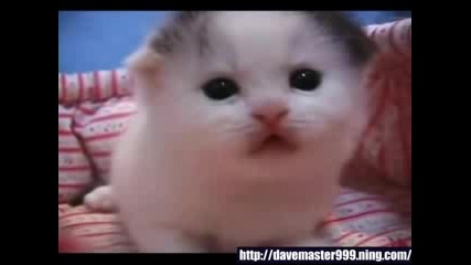 very cute kitten 