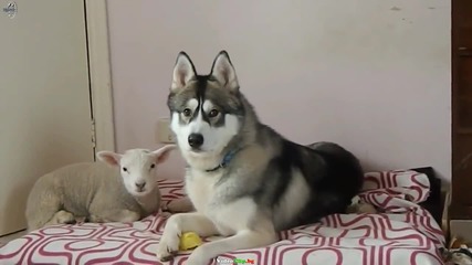 Агънце и Хъски са Приятели !