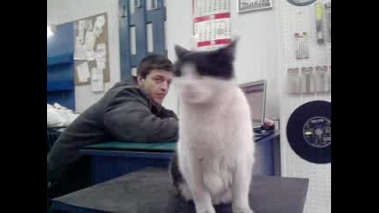 Гааарааажжната Котка