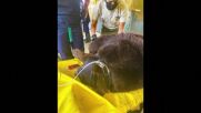 Заловиха мечка, системно нахлувала в домове в Калифорния (ВИДЕО)