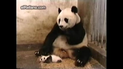 Уплашена Панда