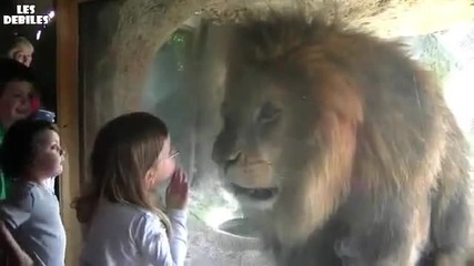 Лъв се опитва да захапе малко момиченце