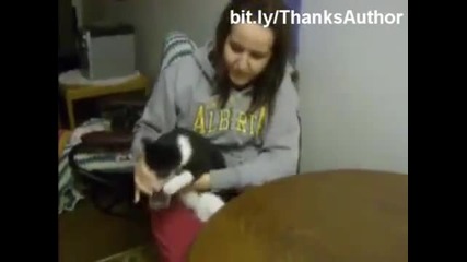 Смешни котета и вода
