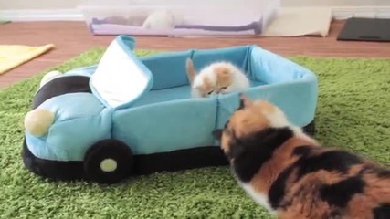 Четириместна кола за котки