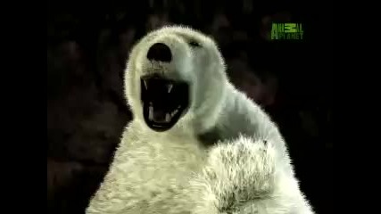 Untamed and Uncut / Polar Bear Rescue