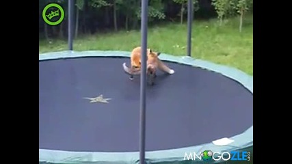 Лисици на батут