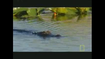 Битка между питон и крокодил