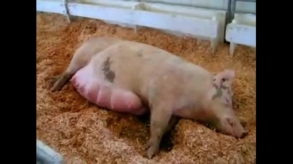 Истинско прасе което ражда - Big Pig 