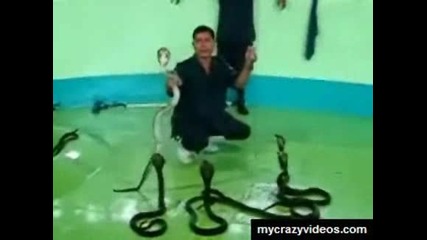 Опасни кобри