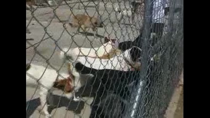 Кметът Фъндъкова посети приют за бездомни кучета