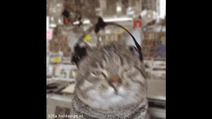 Skinny ft Sa6o G - Всяко дупе да се движи + Малко надрусани котки + Една мацка :) 
