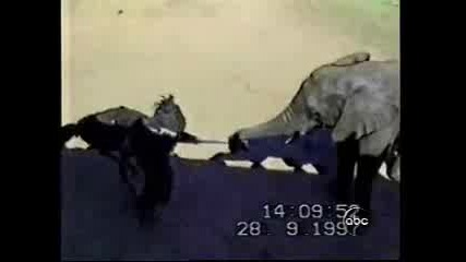Слон се справя с досаден щраус
