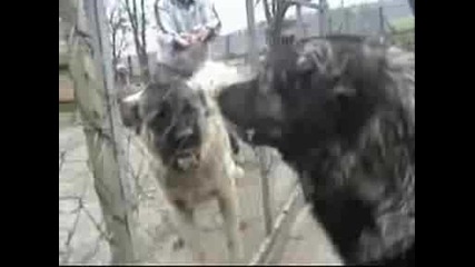 kangal