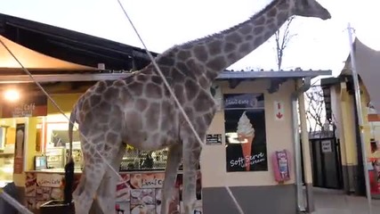 Жираф се разхожда свободно в ресторант