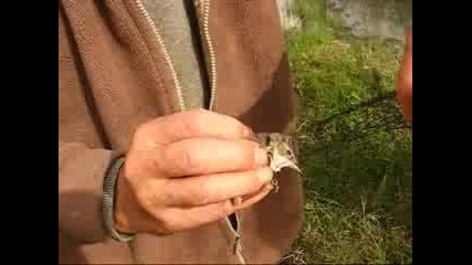 Removing birds from a mist net