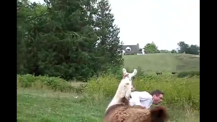Лама атакува човек (смях) :d Nigga