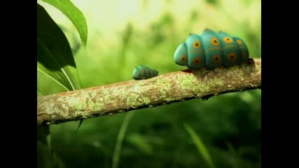 Two Caterpillars Minuscule