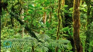 Ex-WWF Chief Warns Government to Save Rainforests