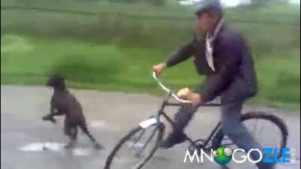 Куче пребива чичка с колело