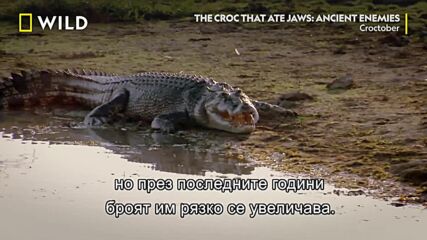 Соленоводните крокодили | Croctober | NG Wild Bulgaria