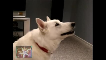 !!! Задължително Гледай Невероятни кучета