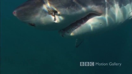 Красотата на морското дъно
