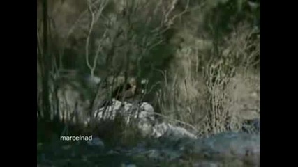 Watch Eagle Drags Goat off Cliff 