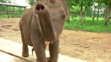 Sri Lanka Elephants_English VO