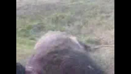 selo gabrovo safet lovciya 