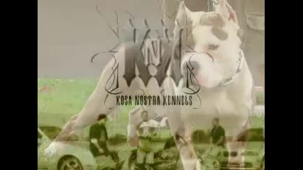 American Bullies