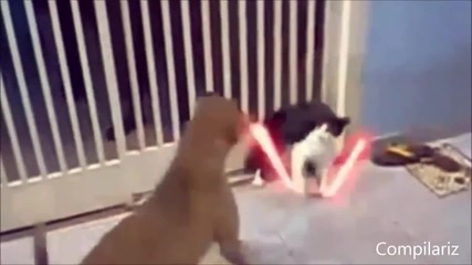 Тези котки разсмяха всички