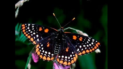 David Arkenstone - Papillon  (On The Wings Of The Butterfly)