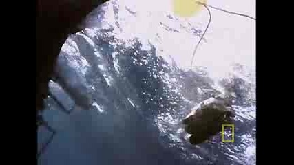Great White Shark.flv 